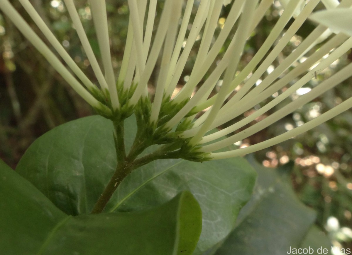 Ixora thwaitesii Hook.f.